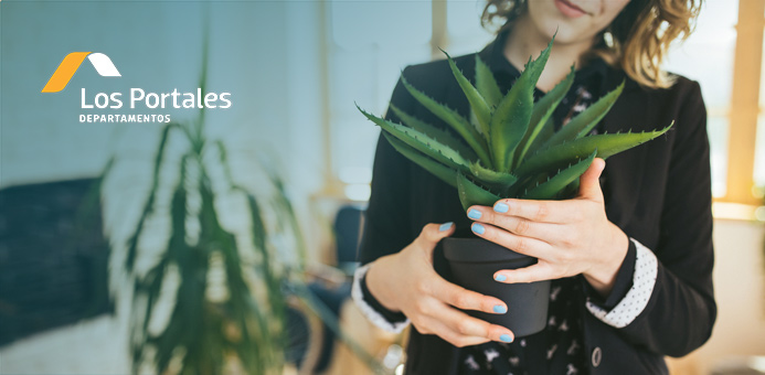 Cuales mejores plantas segun feng shui